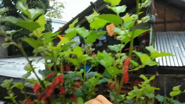 PAANO PARAMIHIN ANG  BUNGA NG MULBERRY PLANT