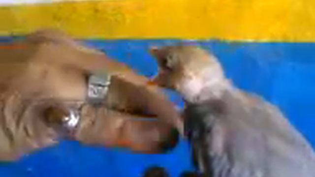 فرخ بلبل القصب العراقي iraqi brood papyrus bulbul.3gp смотреть онлайн