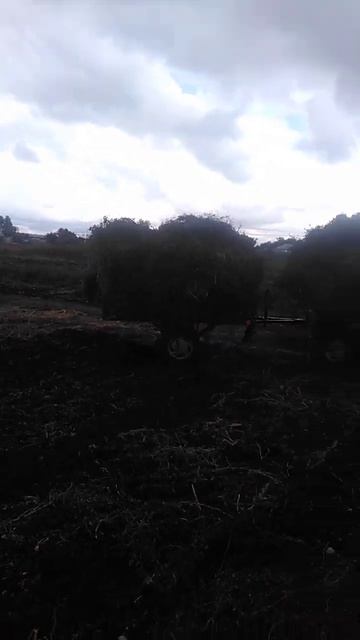 Уборка ботвы картофеля . смотреть онлайн