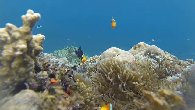 PNG Aquarium смотреть онлайн