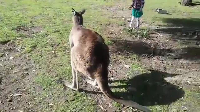 Настя играет с кенгуру \ Funny kid and kangaroo смотреть онлайн