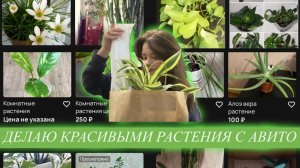 Делаю красивыми комнатные растения с Авито