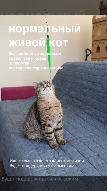 Швейк 1 смотреть онлайн