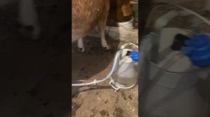 первый запуск доильного аппарата АИД-2