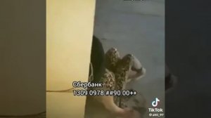 Чонони лава капидан сексша бо чучи кулоби