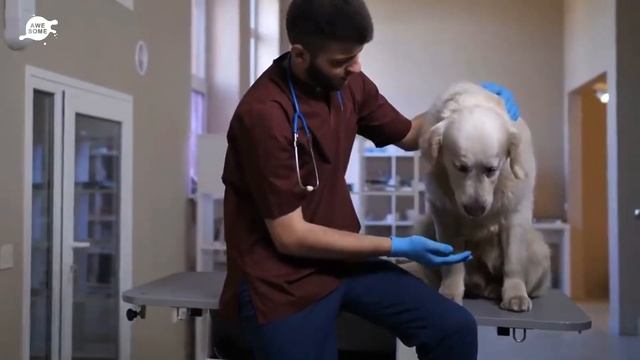 Dad Sets Up Hidden Camera To Find Out Why Dog Stares At Him All Night смотреть онлайн