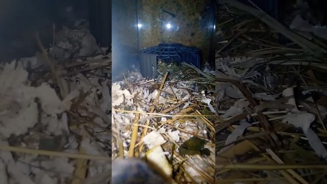 восточная слепушонка 16 июня 2021 г. смотреть онлайн