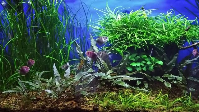Gymnocorymbus ternetzi смотреть онлайн