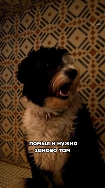 ЛАПОМОЙКА - это лучшее что может быть в квартире собачника #дизайнинтерьера смотреть онлайн