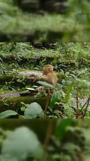 #Shorts feeding milk to adroable baby monkey Bruno episode #6 смотреть онлайн