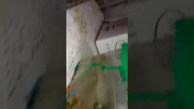 У меня дома стрекозка Посмотрите моё видео !!! 👍👍👍💖💖👍✋👍 смотреть онлайн