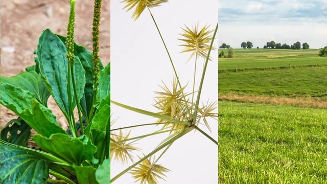 Mode Of Action, Part 1: Herbicides And Insecticides (Hindi)