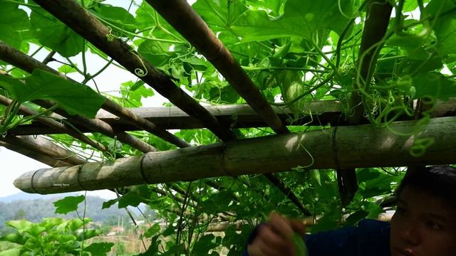 Helping My Sister's Family Repair the Roof, Harvesting Chayote and Beans to Sell at the Market смотреть онлайн