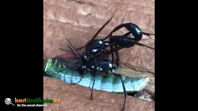 Common Thread-waisted Wasp смотреть онлайн