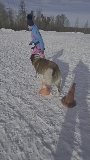 Дрессировка собак #сенбернар