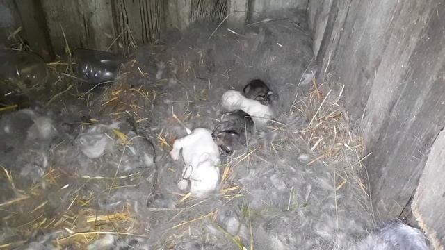 Новорожденные крольчата смотреть онлайн