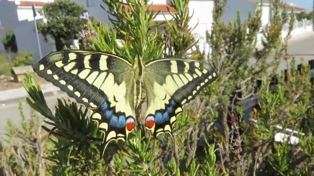 Swallowtail Butterfly смотреть онлайн