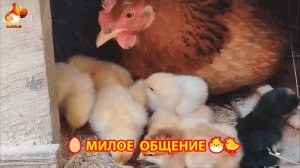 Наседка и цыплята умиротворенно разговаривают ❣️🤗😂