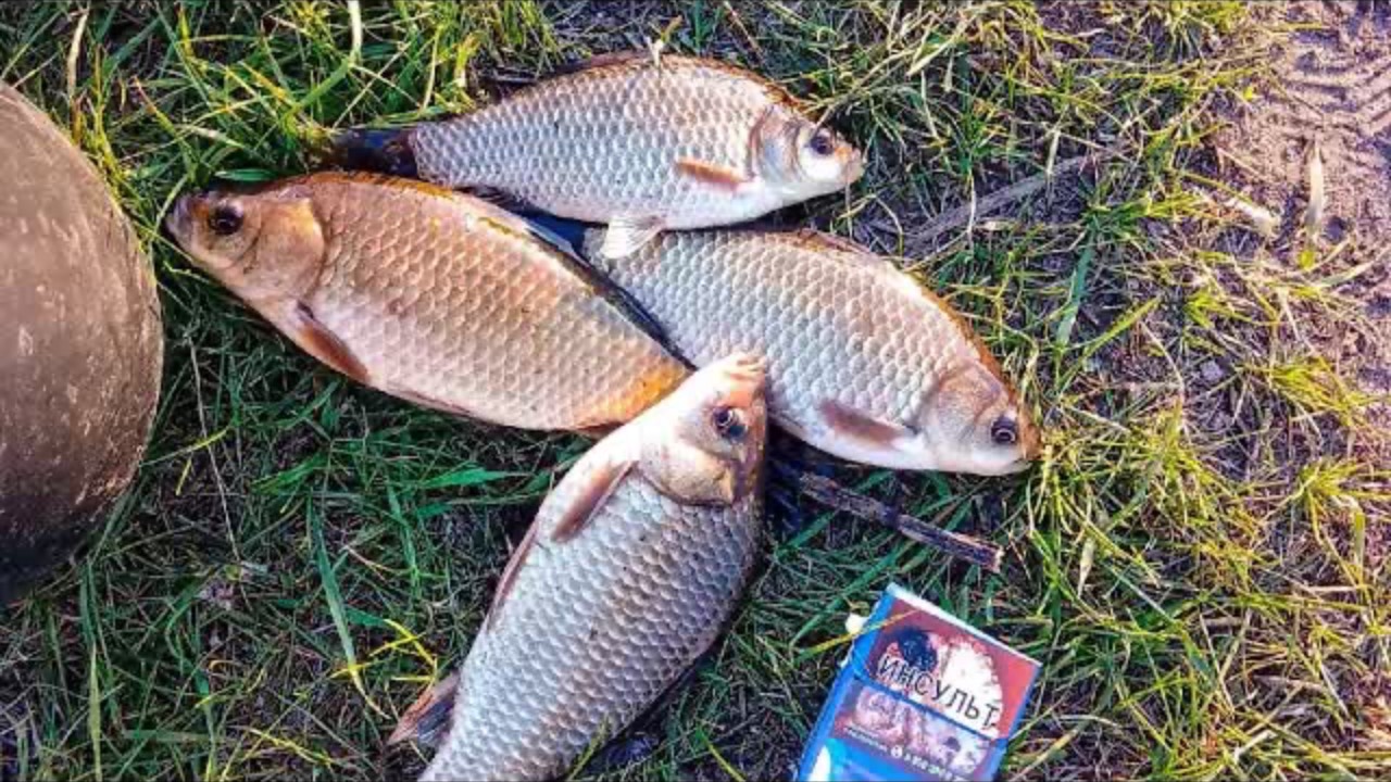 ЛОВИМ КАРАСЯ В ИНТЕРЕСНЫХ МЕСТАХ!!!РЫБАЛКА НА ПОПЛАВОК !! смотреть онлайн