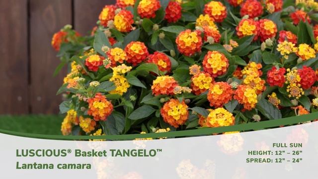 Luscious Basket Tangelo Lantana смотреть онлайн