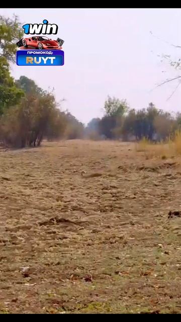 Камути готова напасть #животные #animals #shorts смотреть онлайн