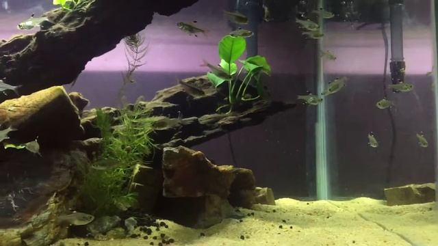AQUASCAPE MALAYSIA | PRISTELLA MAXILLARIS | X-RAY TETRA BLACKTIP | смотреть онлайн