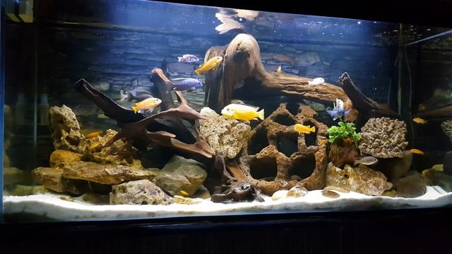 525l Cichlidés Malawi