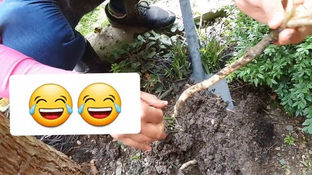 Tetrapanax Runner Potting Up| First T. Rex Runner Ever!!!!! смотреть онлайн