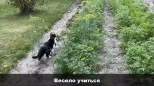 А ну-ка Давай-ки песня Гимн школы котов наоборот