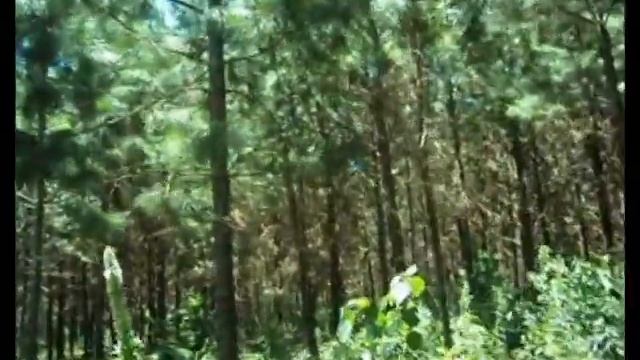 pinos elliotis misioneros смотреть онлайн