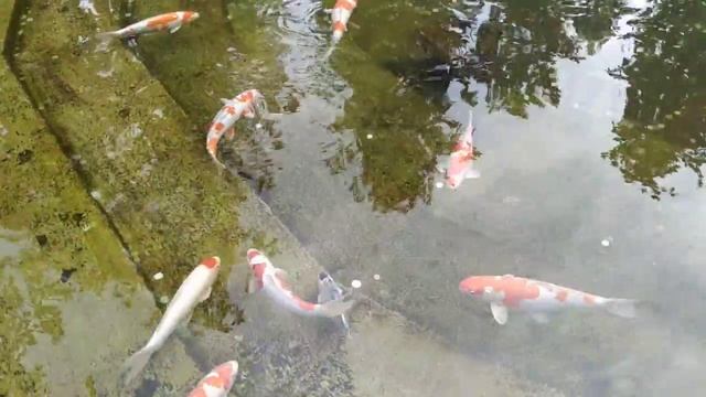 Любимый дзен в парке у пруда с карпами. смотреть онлайн