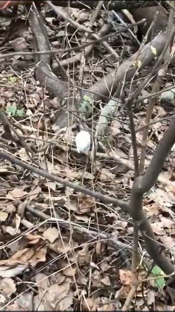 Встретили ЛАСКУ в лесу 😯 смотреть онлайн
