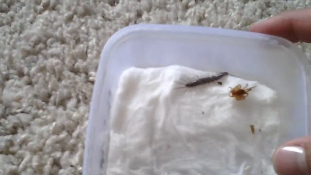 Garden Centipede Molt!!!!!!!!! смотреть онлайн