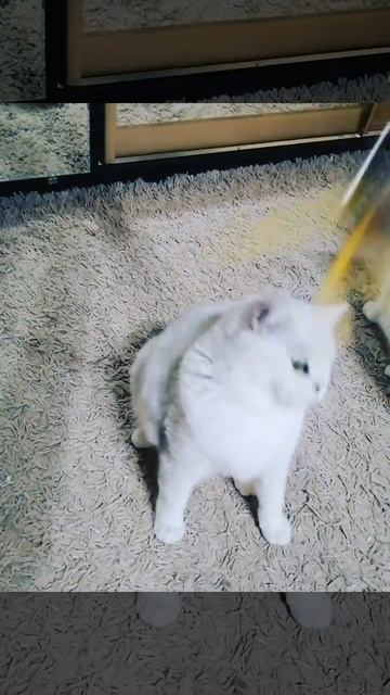 Knyazhna Sladkiegrezi female bri ns11 /Княжна Сладкие Грёзы британка окрас серебристый затушеванный смотреть онлайн