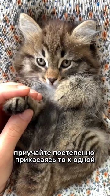 Как приучить кошку сидеть на руках? #shorts #котенок #кот #коты #зоопсихолог смотреть онлайн