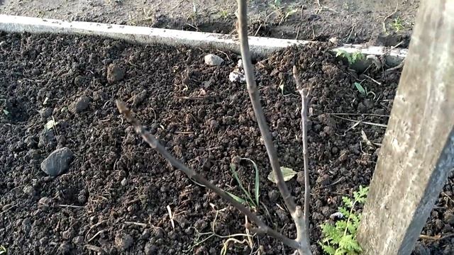 орех кочерженко 101119 смотреть онлайн