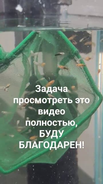 рыбки #гуппи #fishing #рыбалка #рыбки #хобби #guppy #мальки #ампулярии #fish #разводня смотреть онлайн