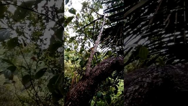 Sete Colônias De Abelhas 