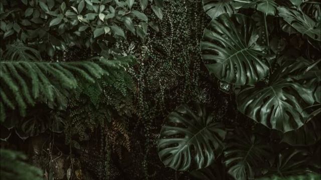Relaxing Classical music mix - LEAVES смотреть онлайн