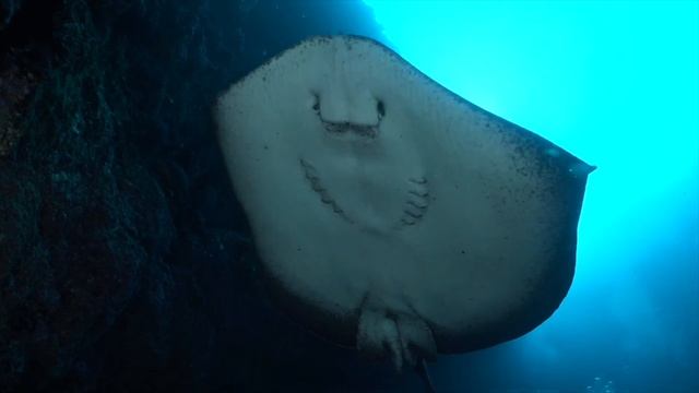 Cecilia Zoltanski | Hammerhead Sharks | Photo and Video смотреть онлайн