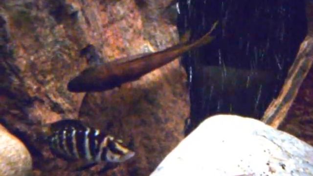Neolamprologus furcifer, Dwelling in the Bubbles :P смотреть онлайн