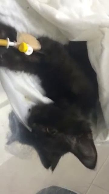 Пипи переживший клиническую смерть смотреть онлайн