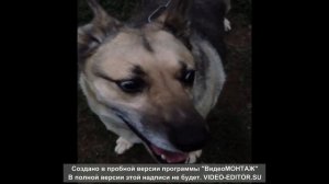 собака смешно рыгает