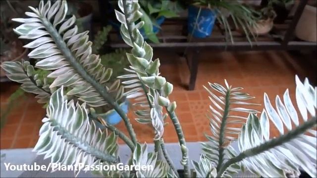 PPG-37 || Succulent Plant Shopping | Succulent Haul 😀🌿🌵💖 смотреть онлайн