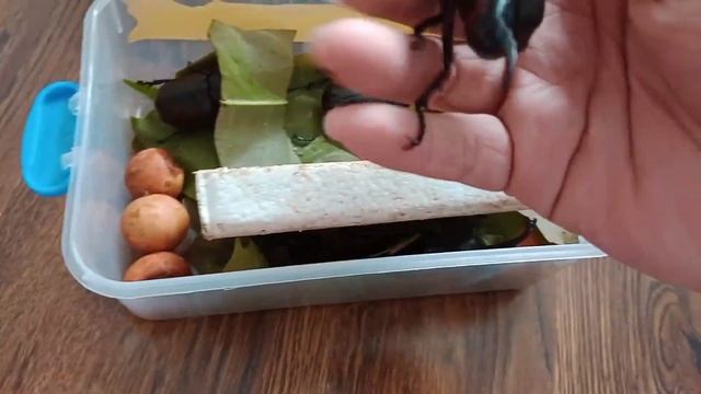 unbox Allomyrina dichotoma( bọ cánh cứng sừng y). смотреть онлайн