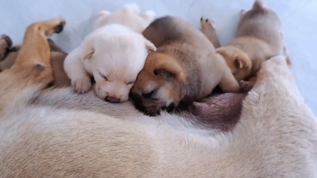 狗妈妈带4只小狗奶水不足，小狗崽饿了就自力更生，真可爱 смотреть онлайн