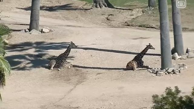 PART 2- 2 giraffes MENTALLY CONTROLLED + calmed into sitting in a meditative + yoga pose смотреть онлайн