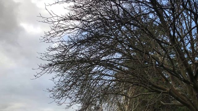 Whitebeam - side of crown - December 2021 смотреть онлайн