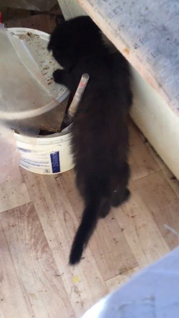 Отпуск НА ДАЧЕ / Котики такие котики / КОТЁНОК пришел / Приколы с животными / Смешные коты смотреть онлайн