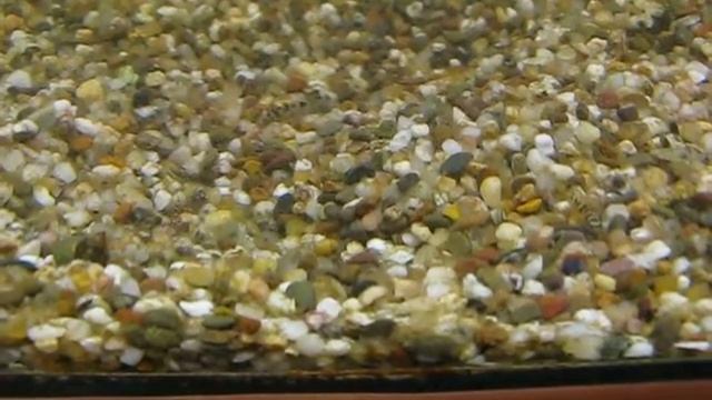 мальки севеллий спот 3260 смотреть онлайн
